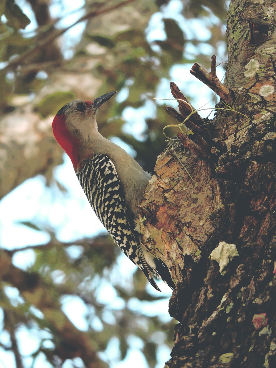 Image - bird woodpecker red head black