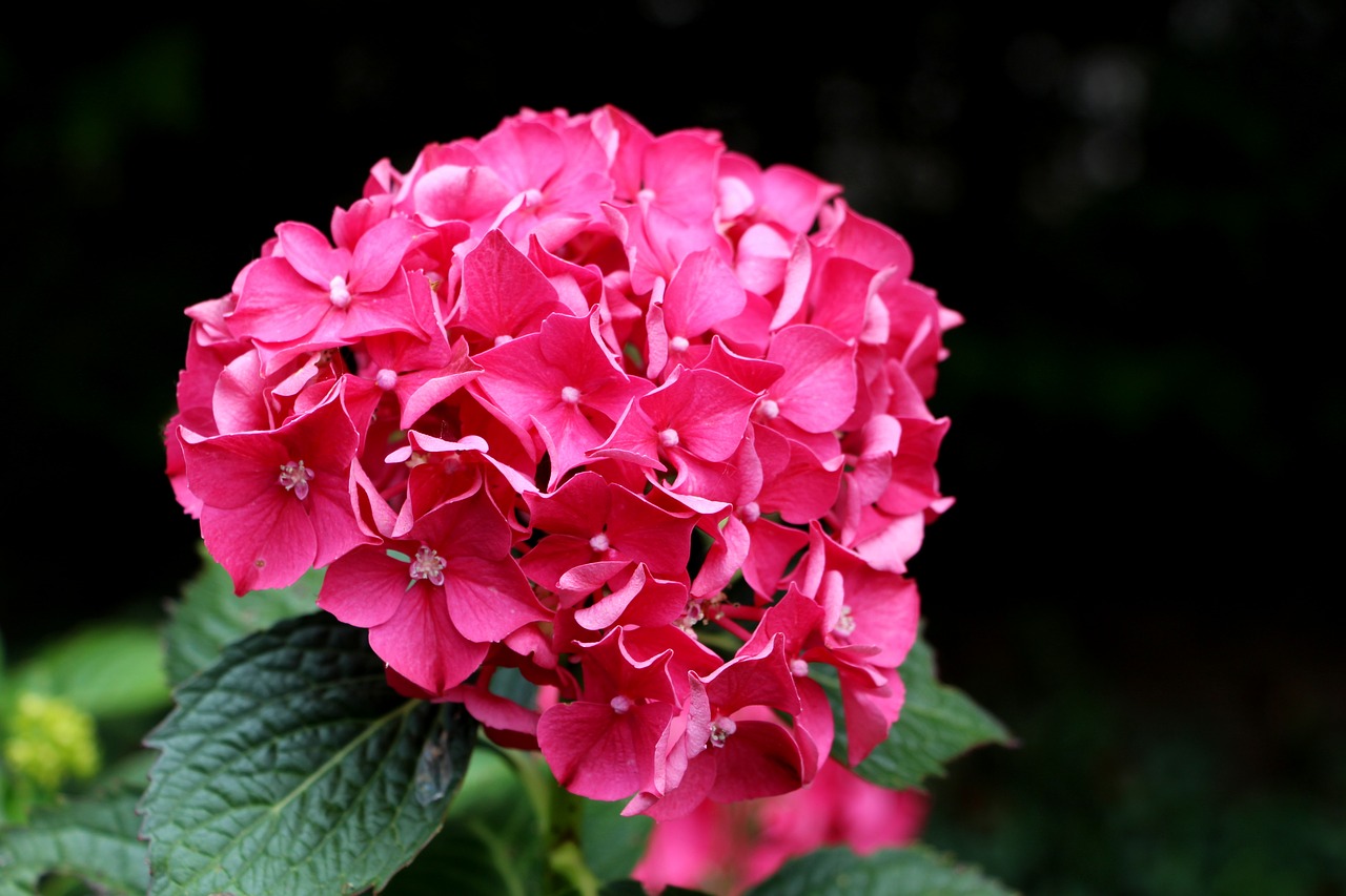 Image - hydrangea pink flower elegant