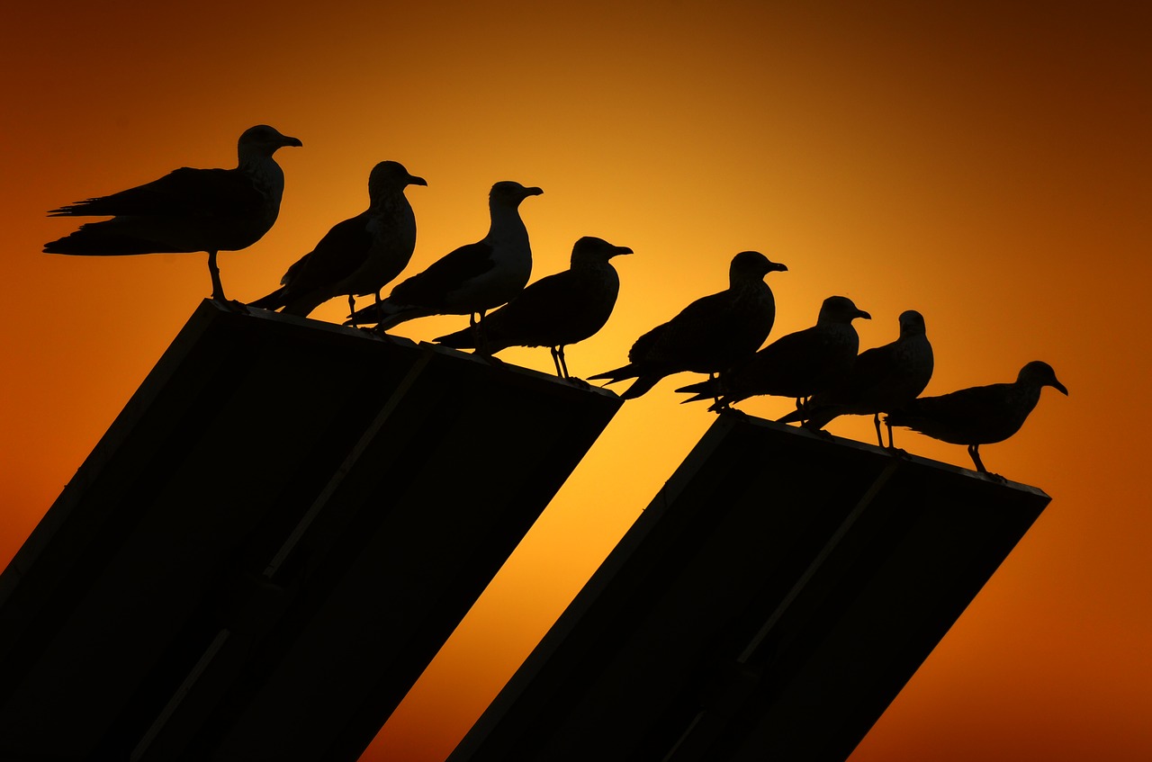 Image - seagulls backlight birds bird