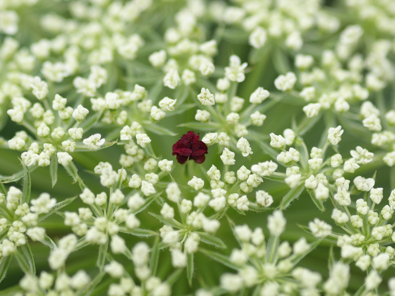 Image - screen flower cow parsley summer