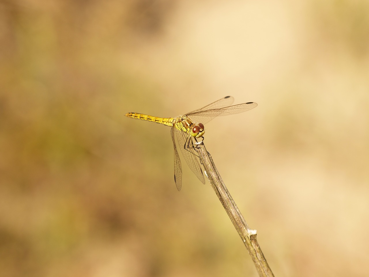 Image - dragonfly bug summer nature macro