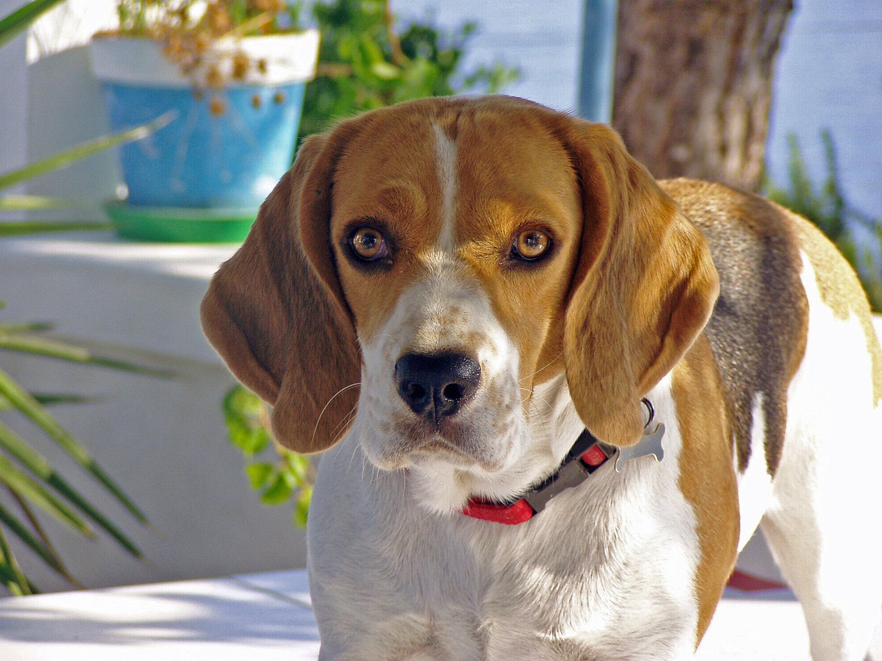 Image - beagle dog snuff hound friend