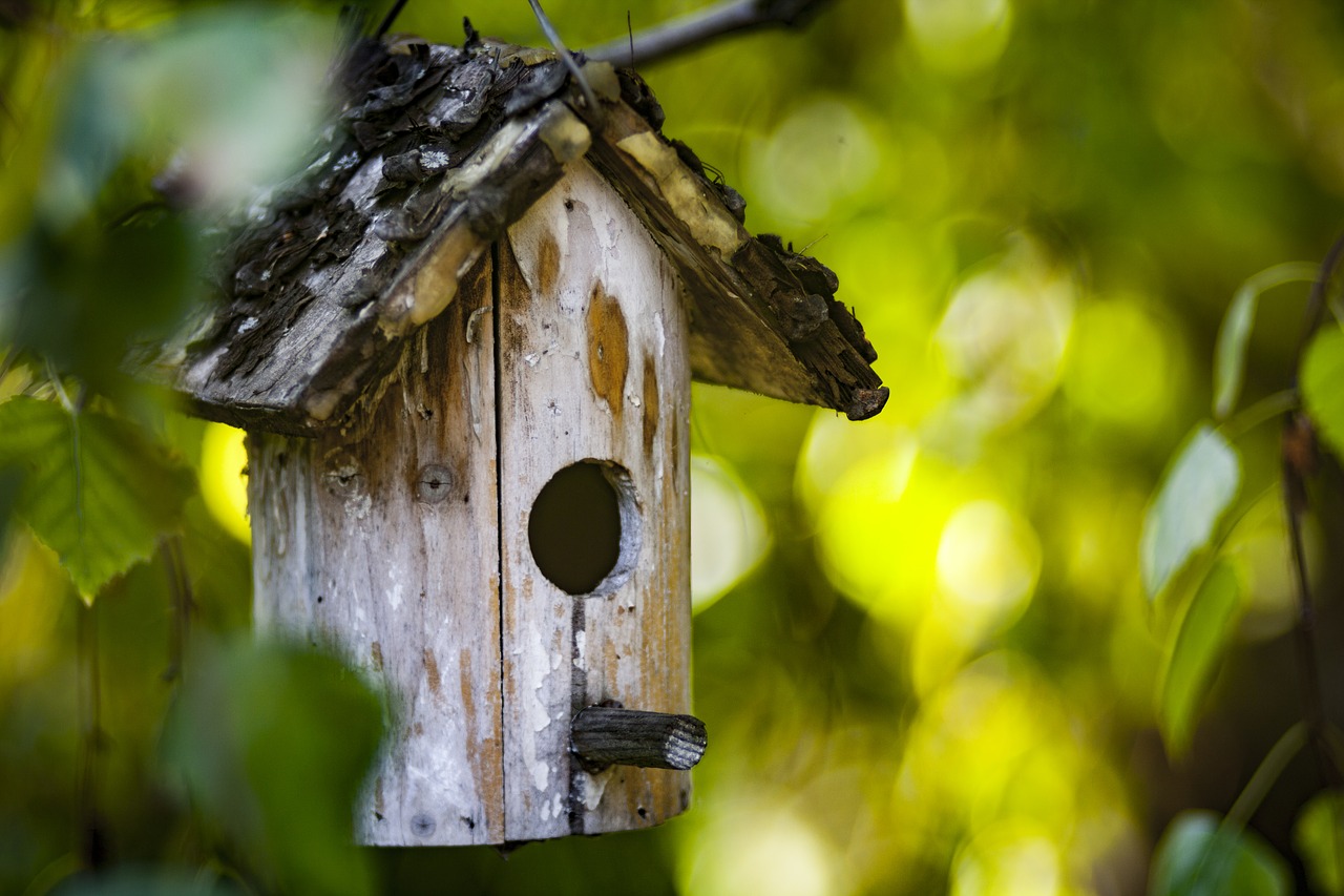 Image - bird feeder tree green bird nature