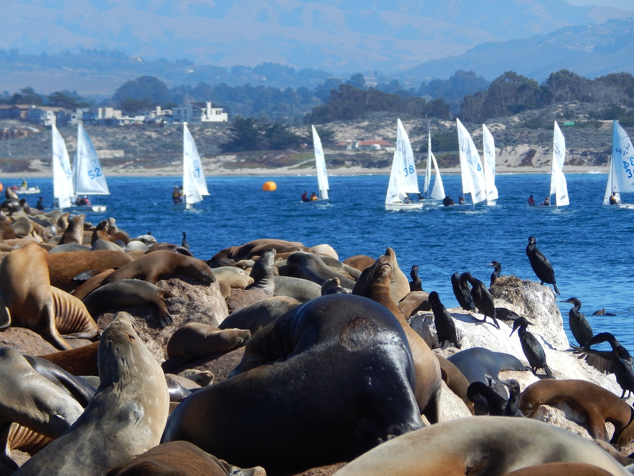 Image - animals sea lions sailboat