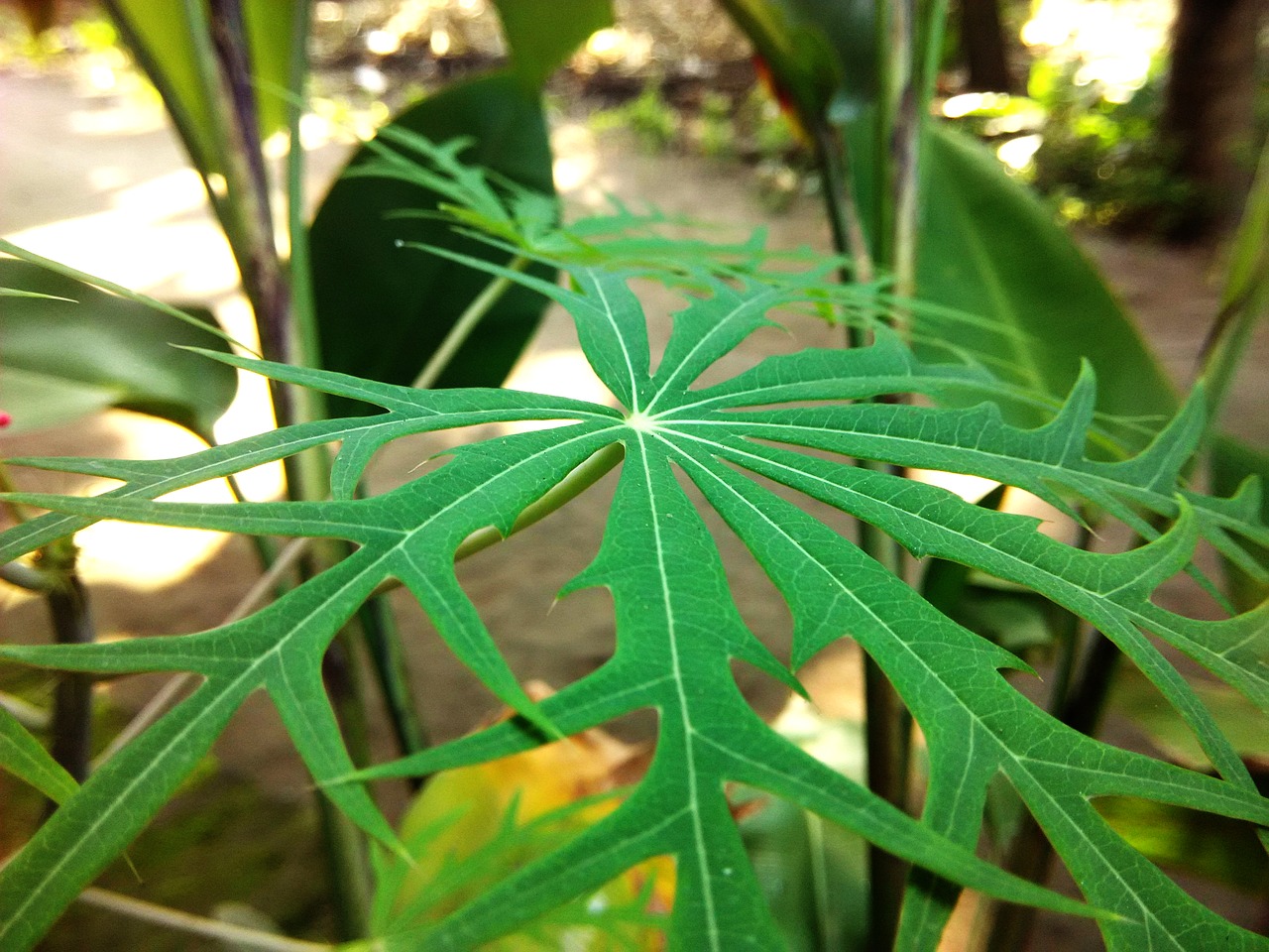 Image - green leaf herbal