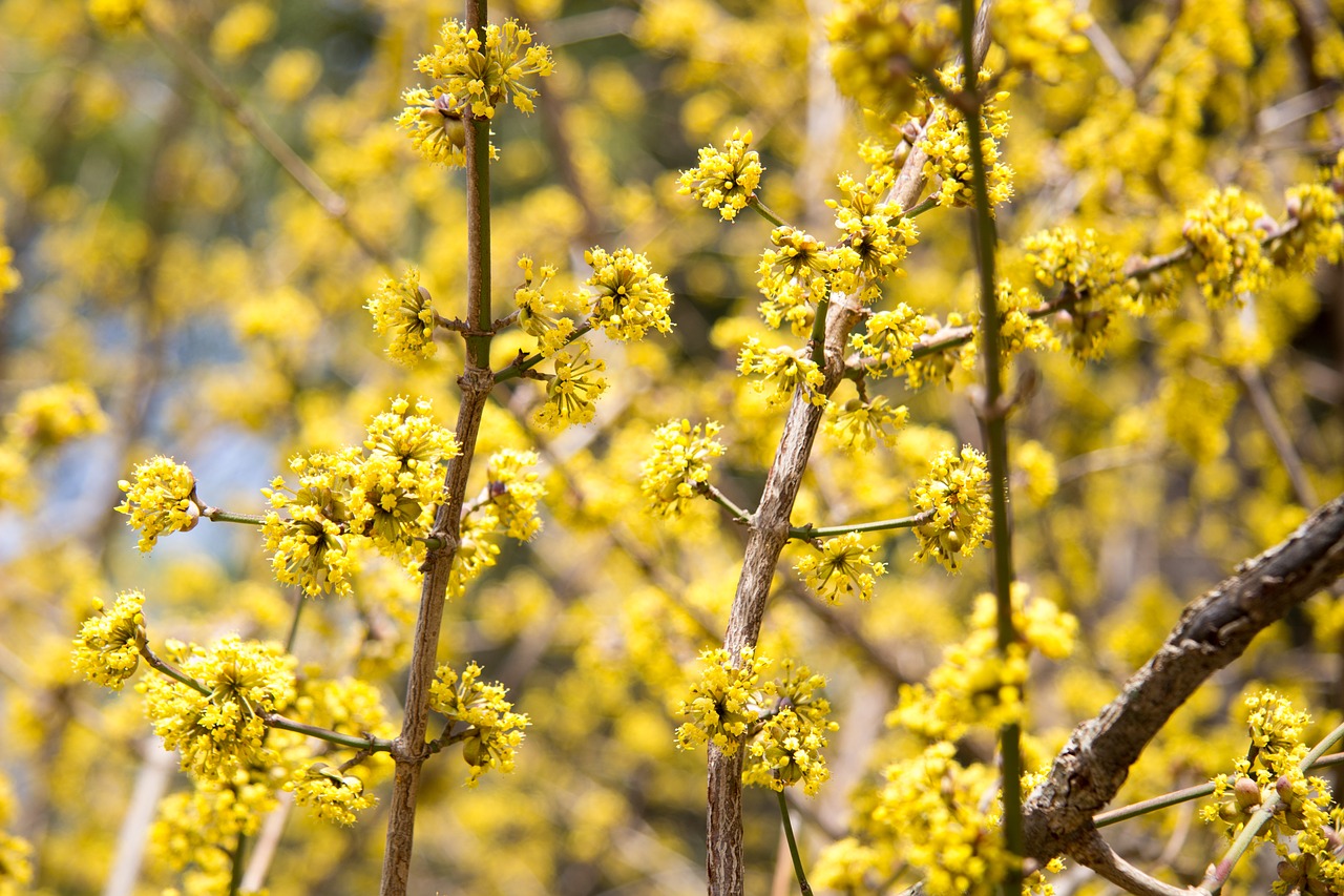Image - yellow flowers joy plant greens