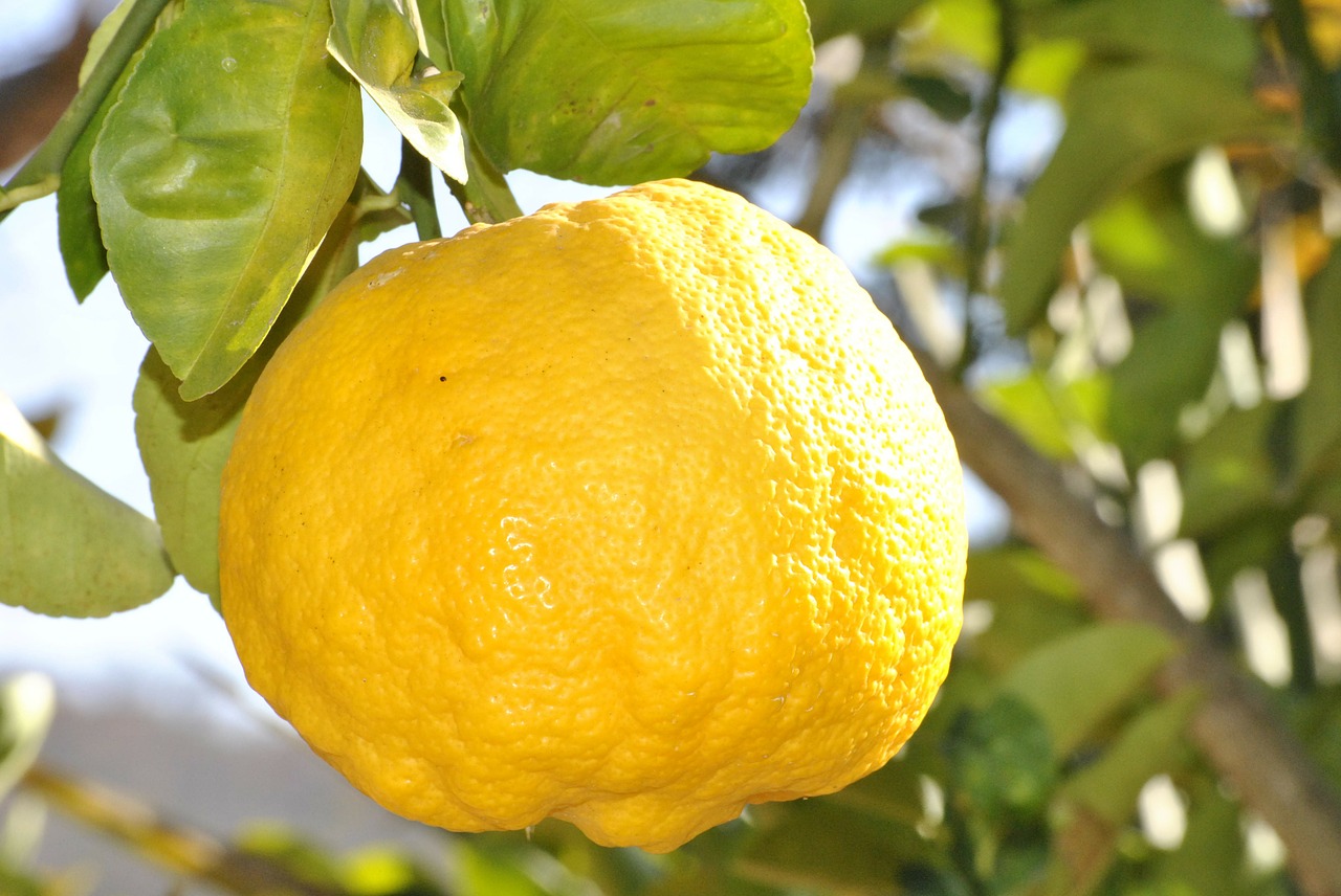 Image - lemon orange fruit citrine food