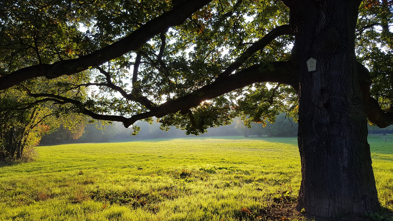 Image - park meadow tree nature autumn