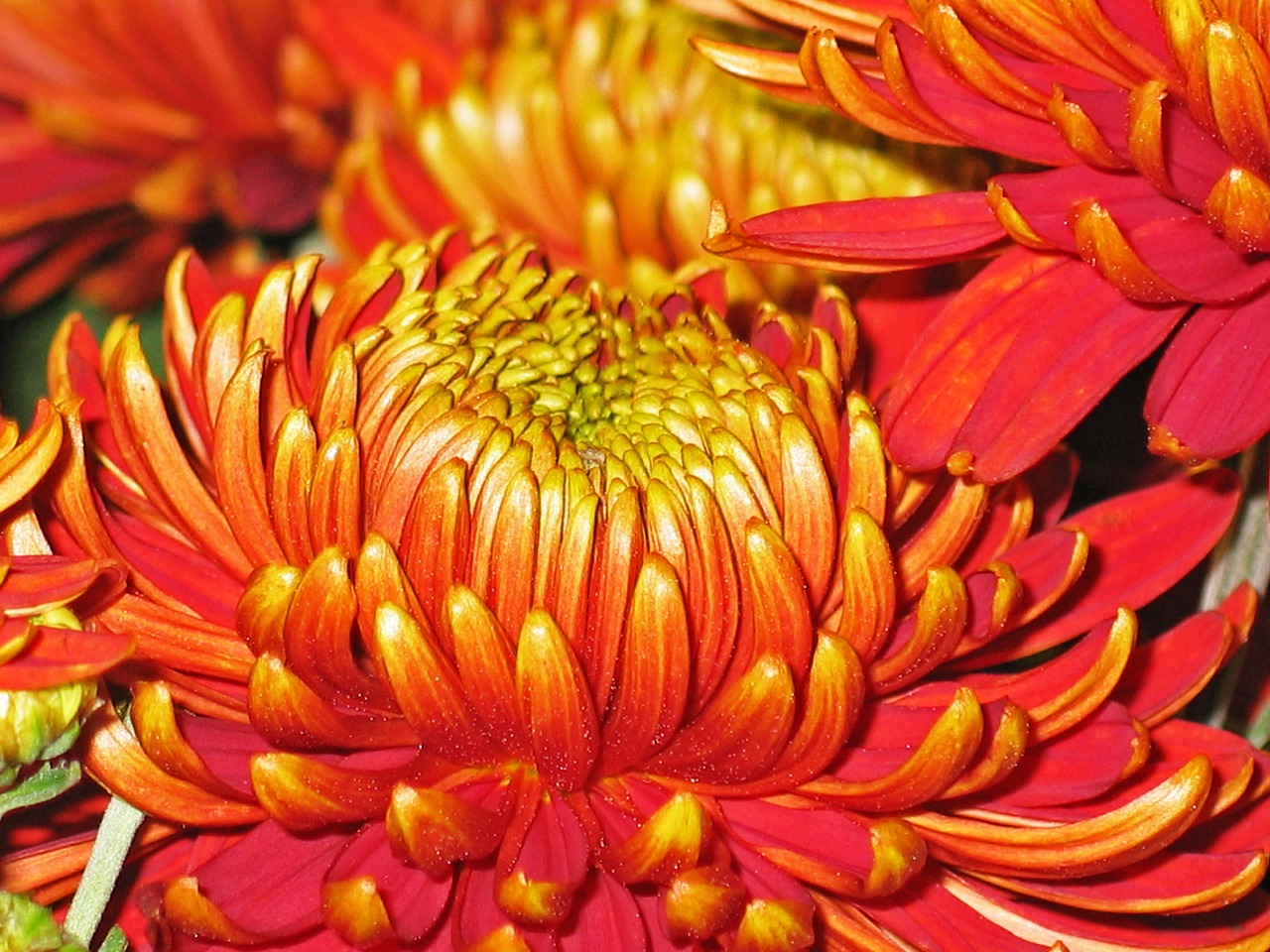 Image - chrysanthemums flowers plant