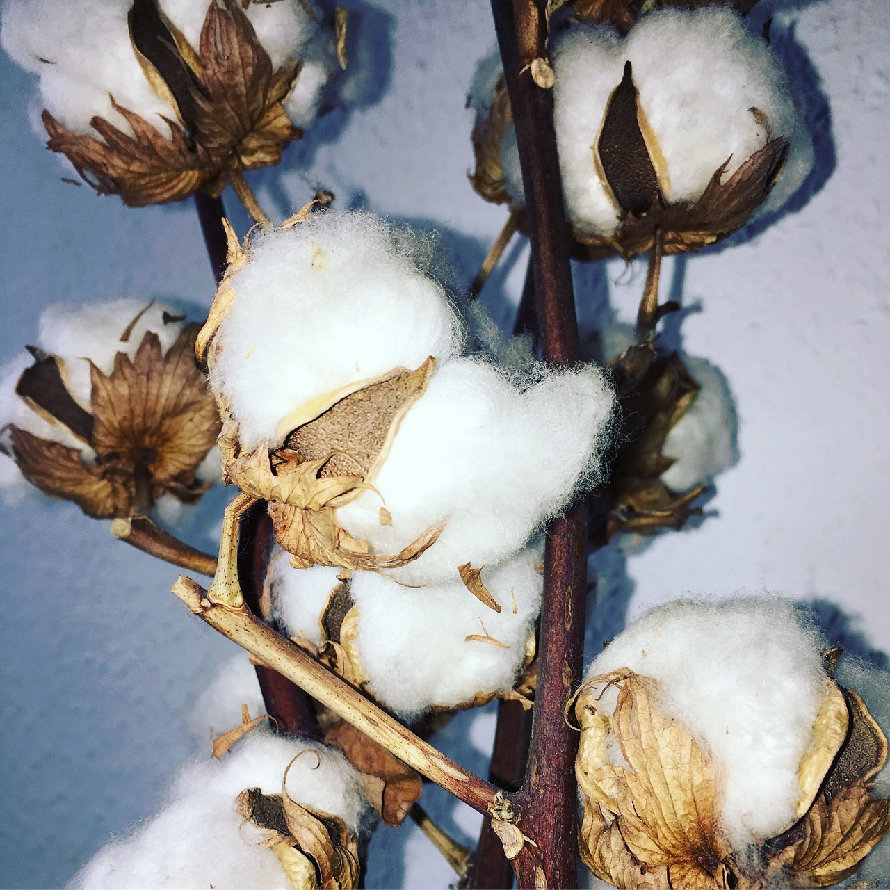 Image - cotton plant flowers bush