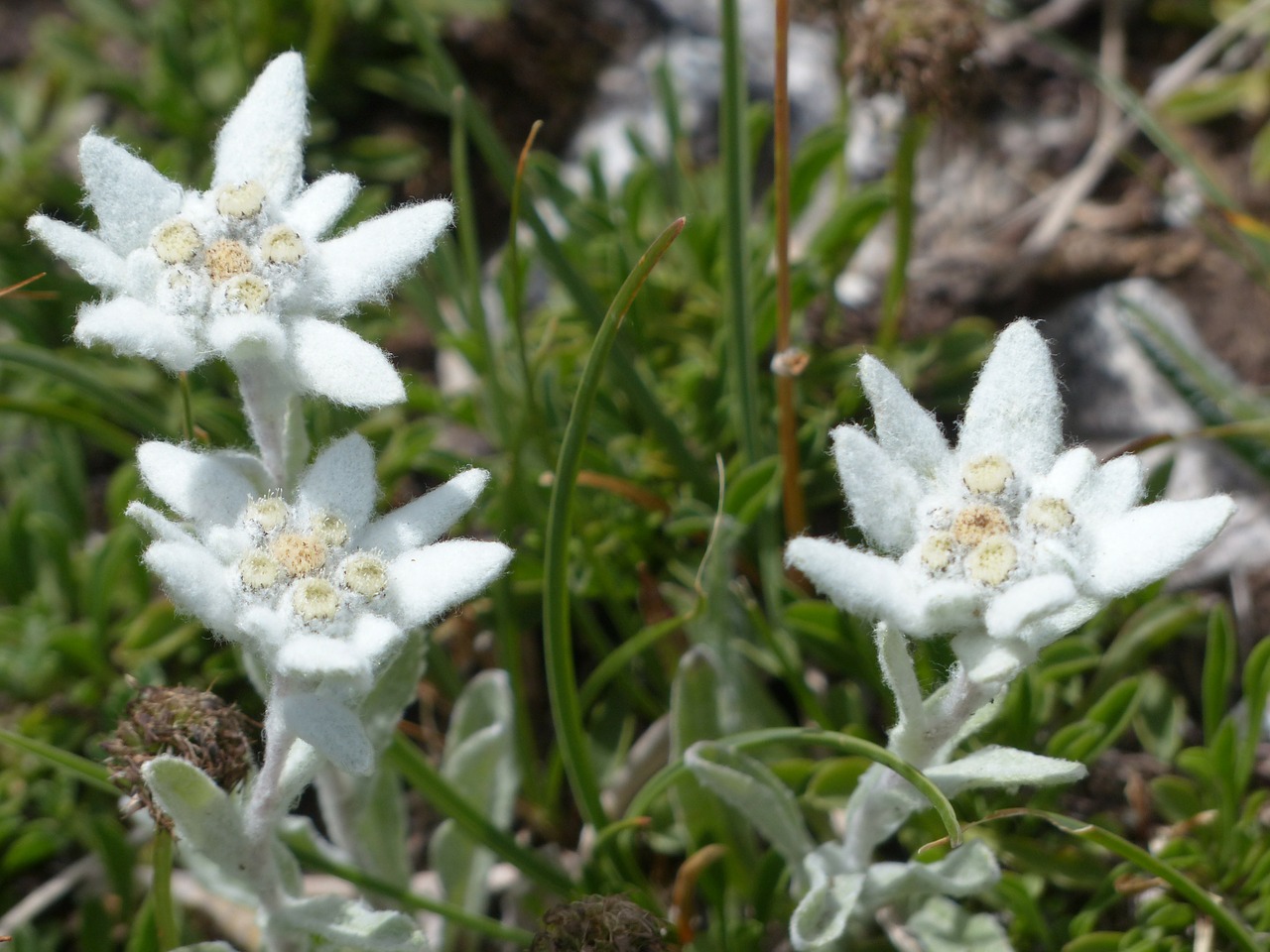 Image - alpine edelweiß ordinary edelweiss