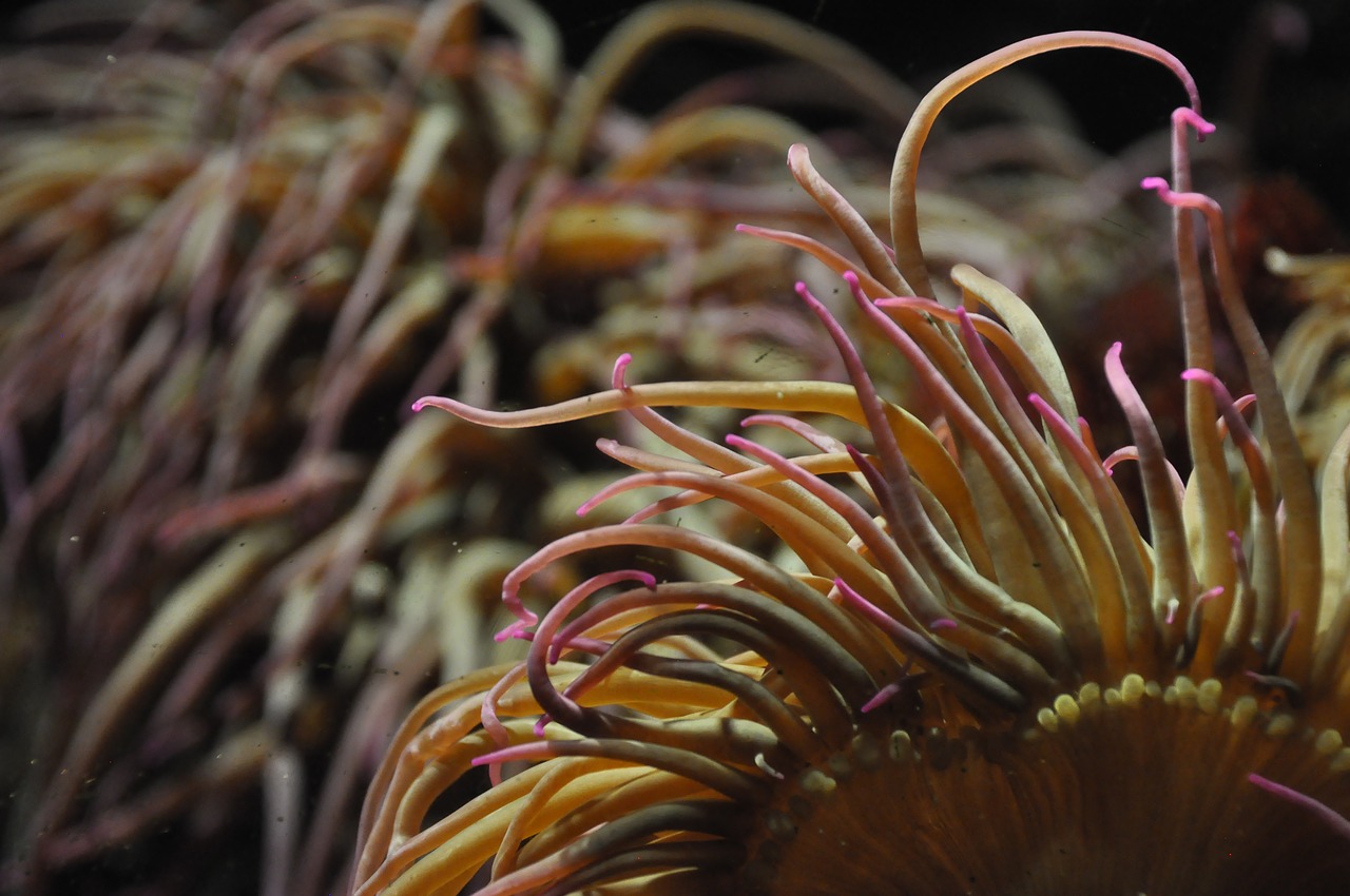 Image - coral pink water world