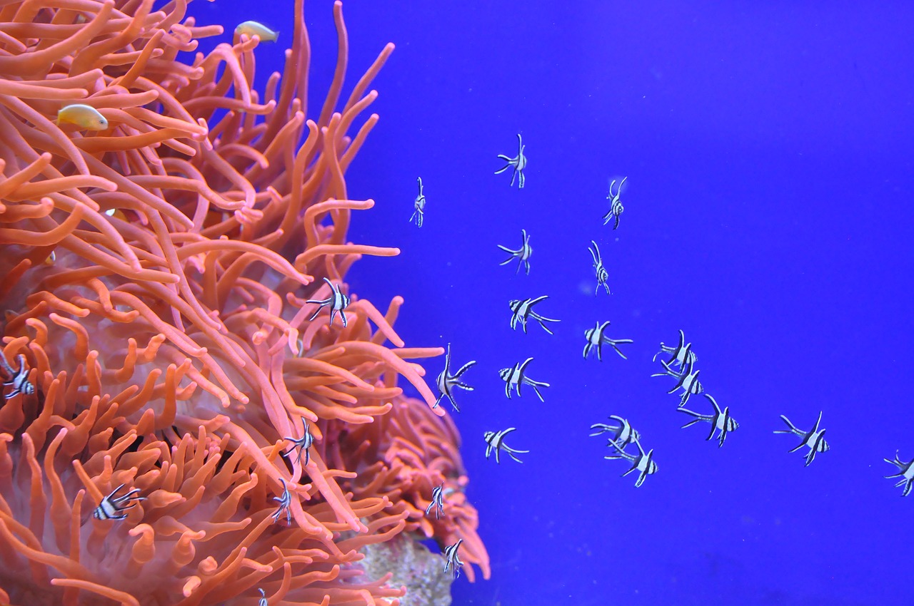 Image - fish blue underwater sea water