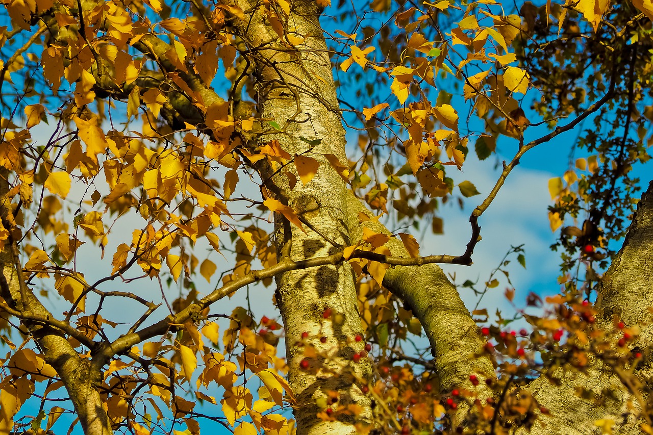 Image - autumn leaves leaves in the autumn