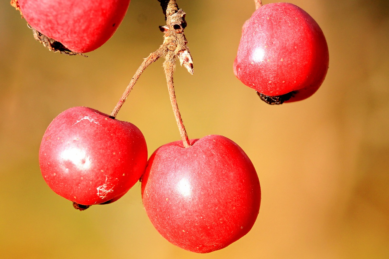 Image - berries berry red red autumn