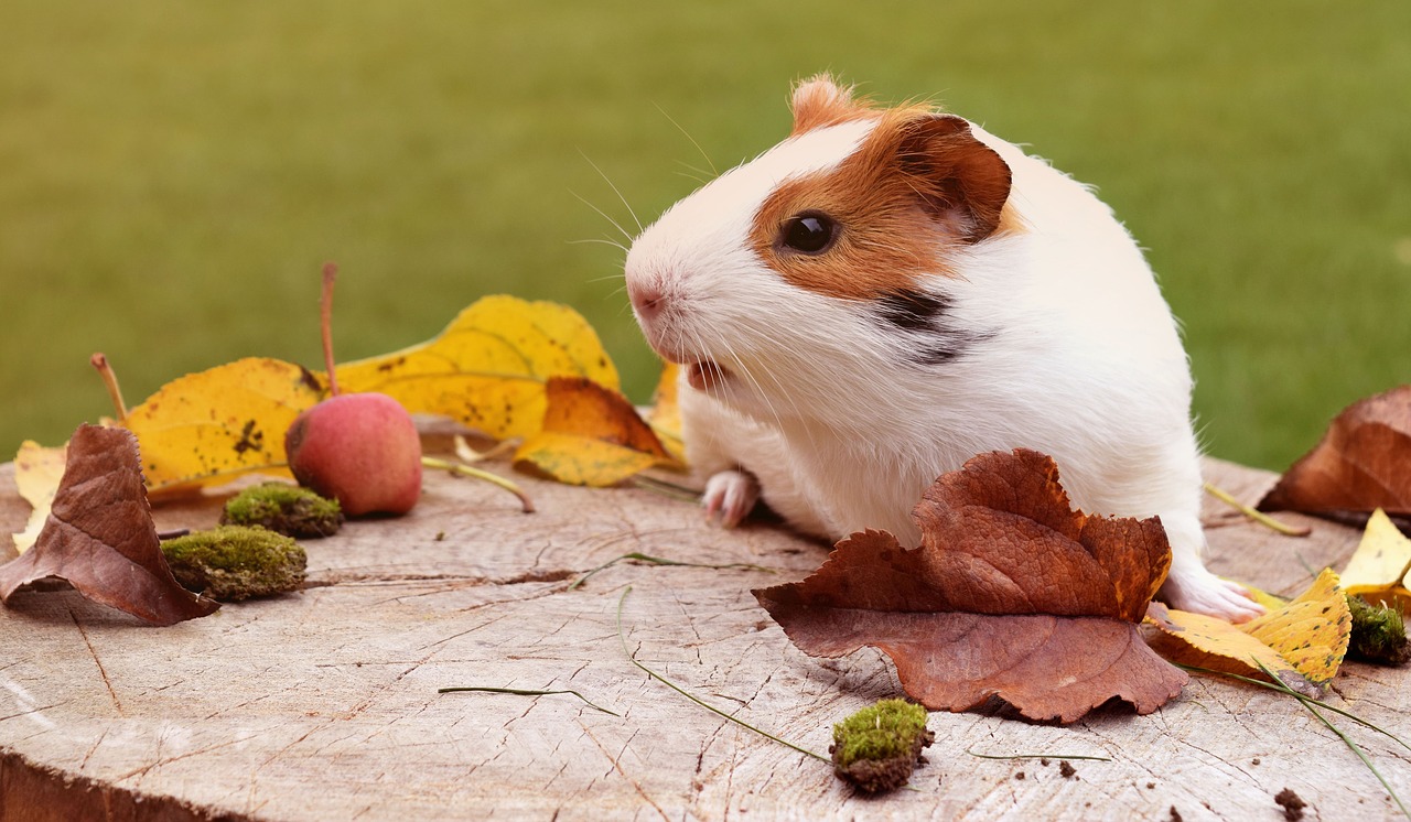 Image - guinea pig pig fuzz autumn animal