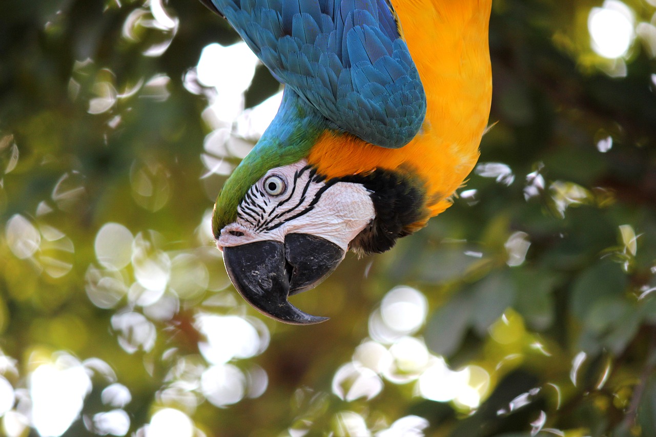 Image - macaw ave jungle parrot animal