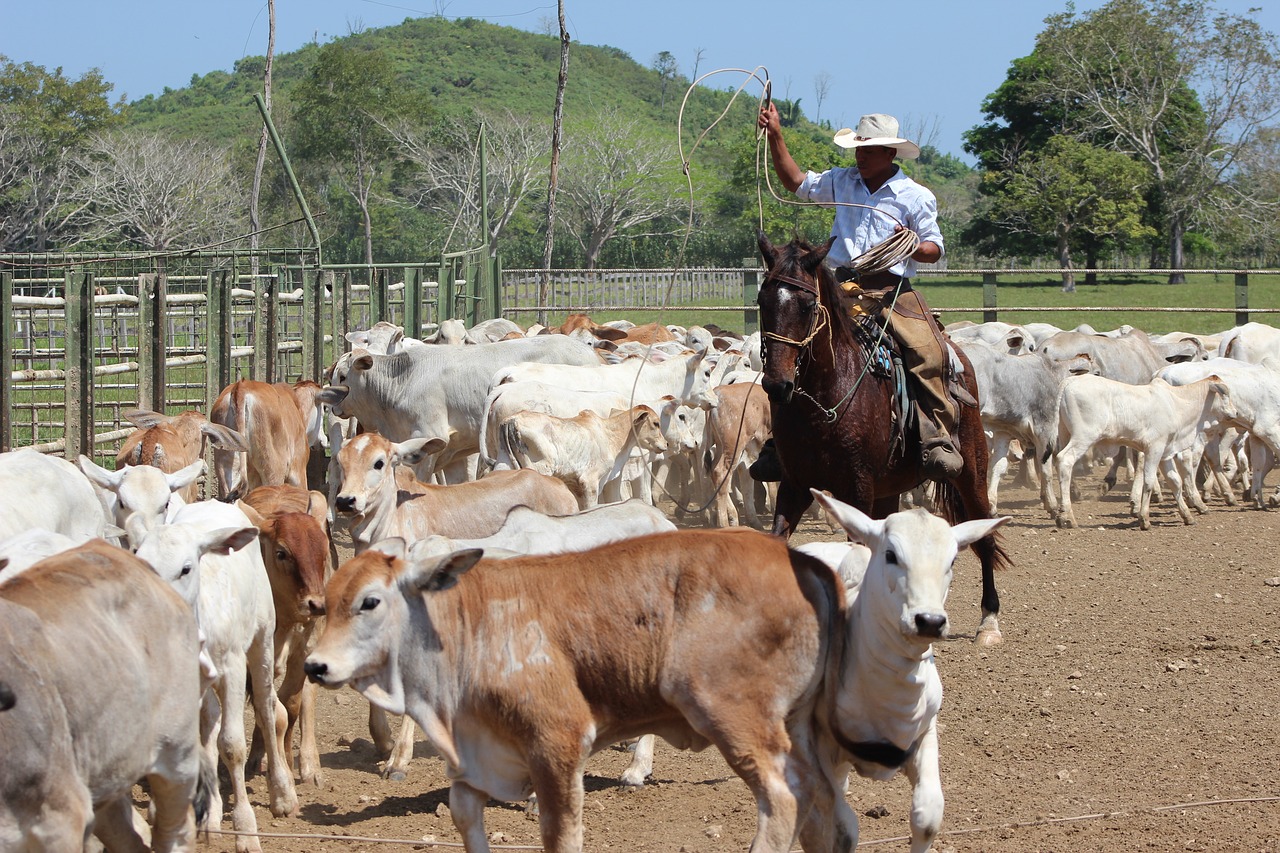 Image - work field peasant horse livestock