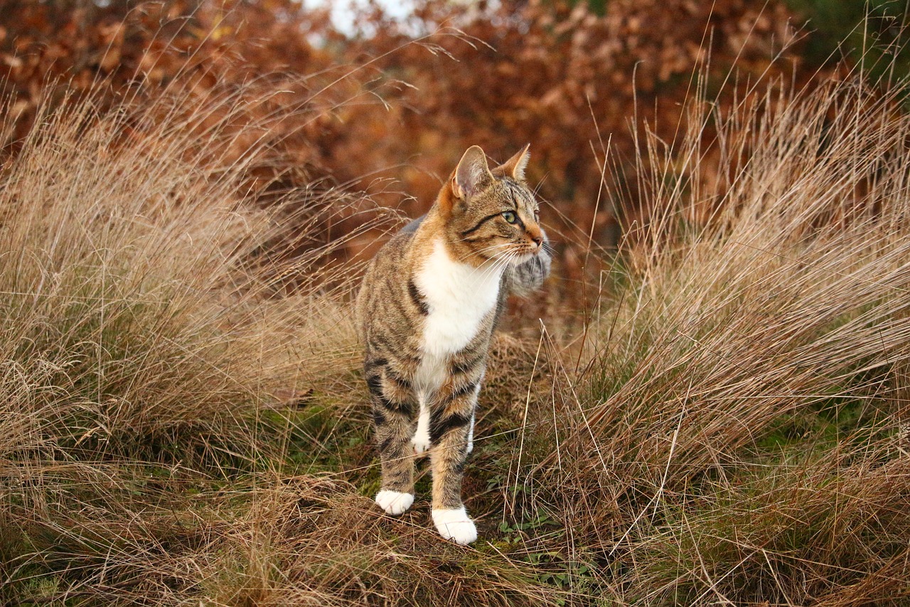 Image - cat tiger cat mieze domestic cat