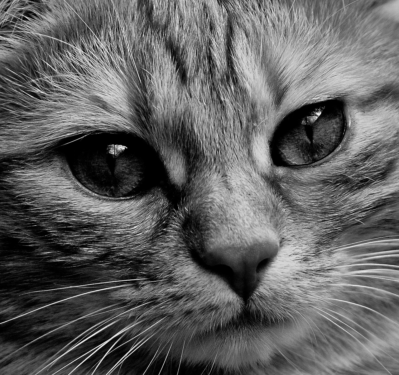 Image - cat face close view eyes portrait