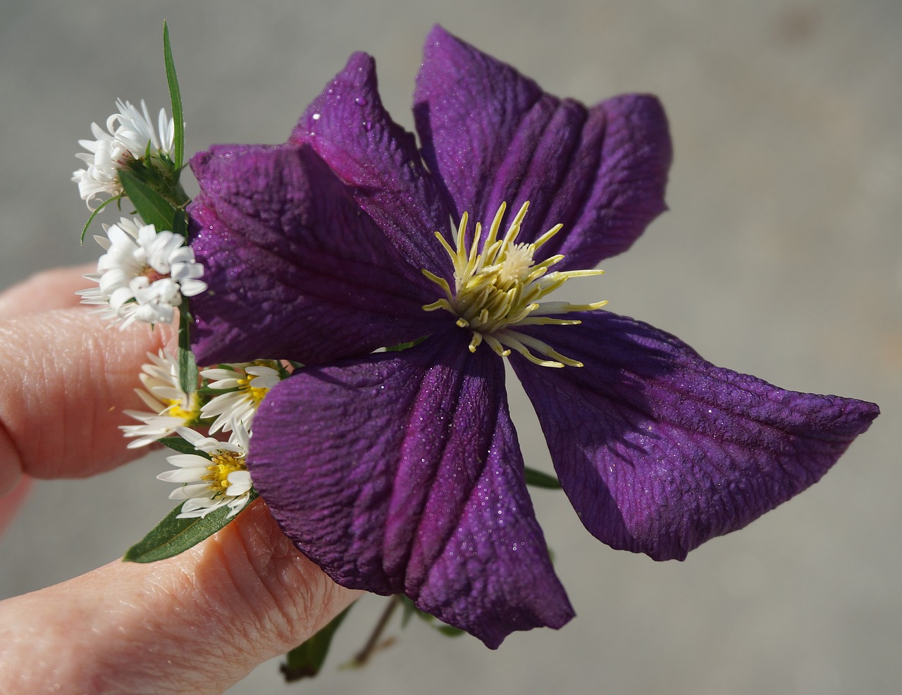 Image - fall clematis asters flower blossom