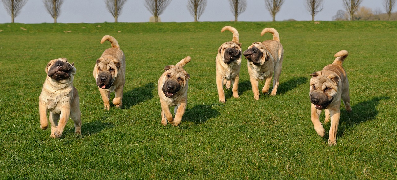 Image - dog sharpei animal animals outdoor