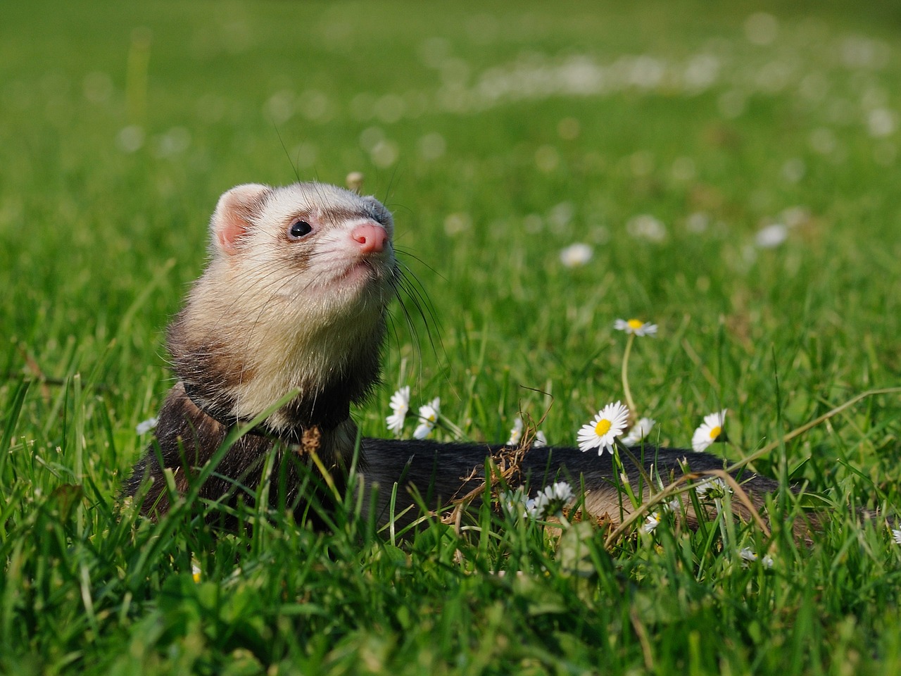 Image - animal ferret domesticated grass