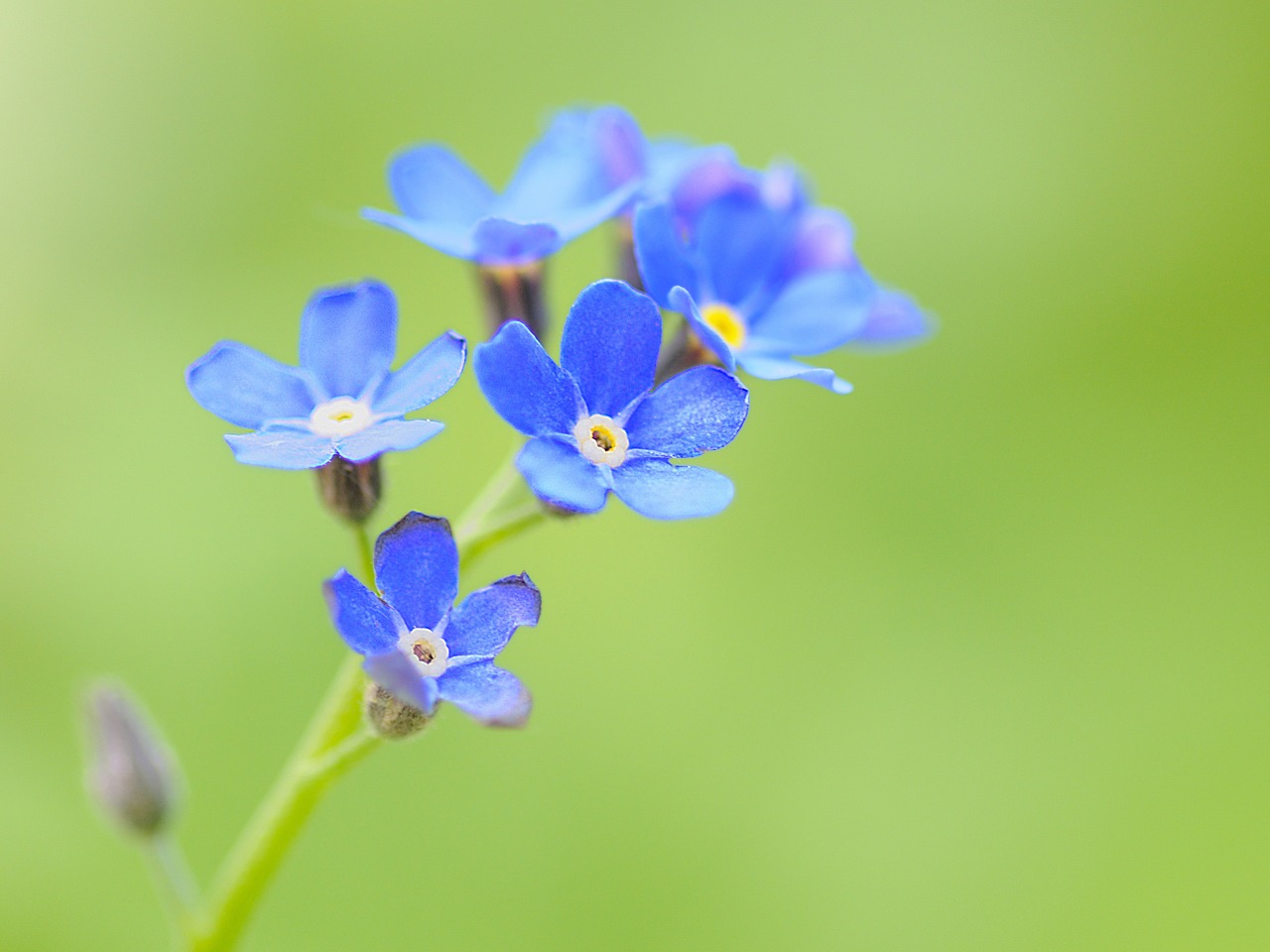 Image - macro flower myosotis