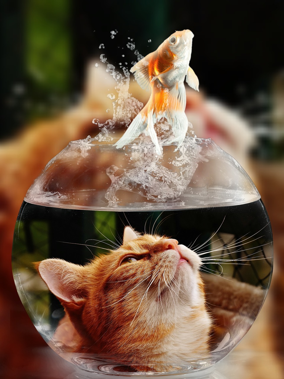 Image - cat face goldfish glass close