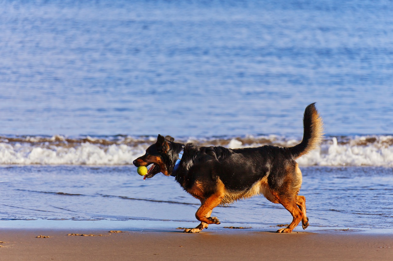 Image - active animal beach blue coast