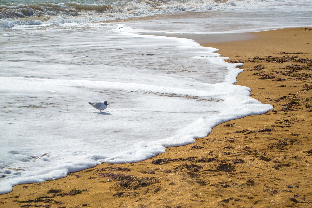 Image - sea wave sand seagull theodosius