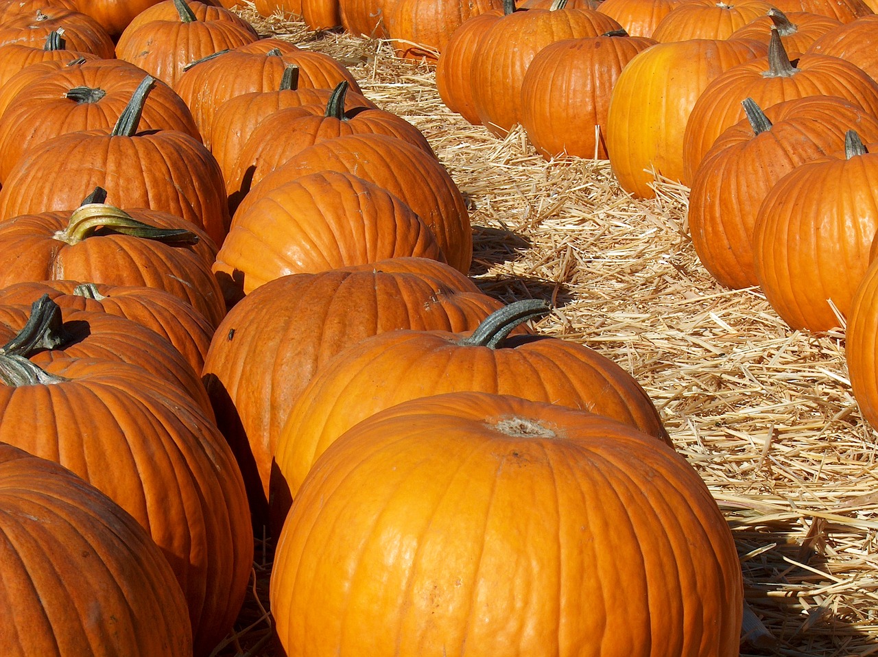 Image - pumkins patch orange halloween