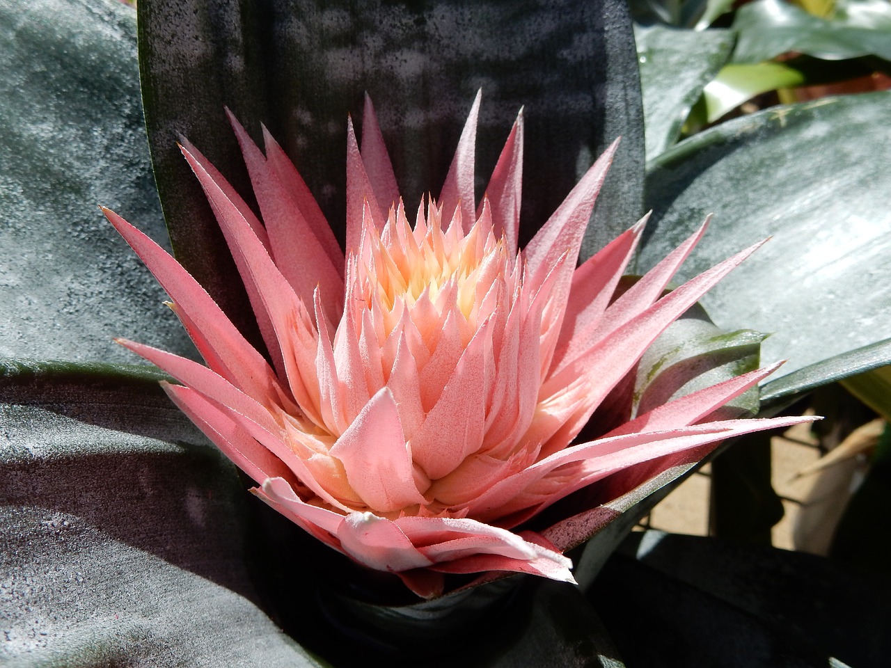 Image - bromeliad flower garden bloom