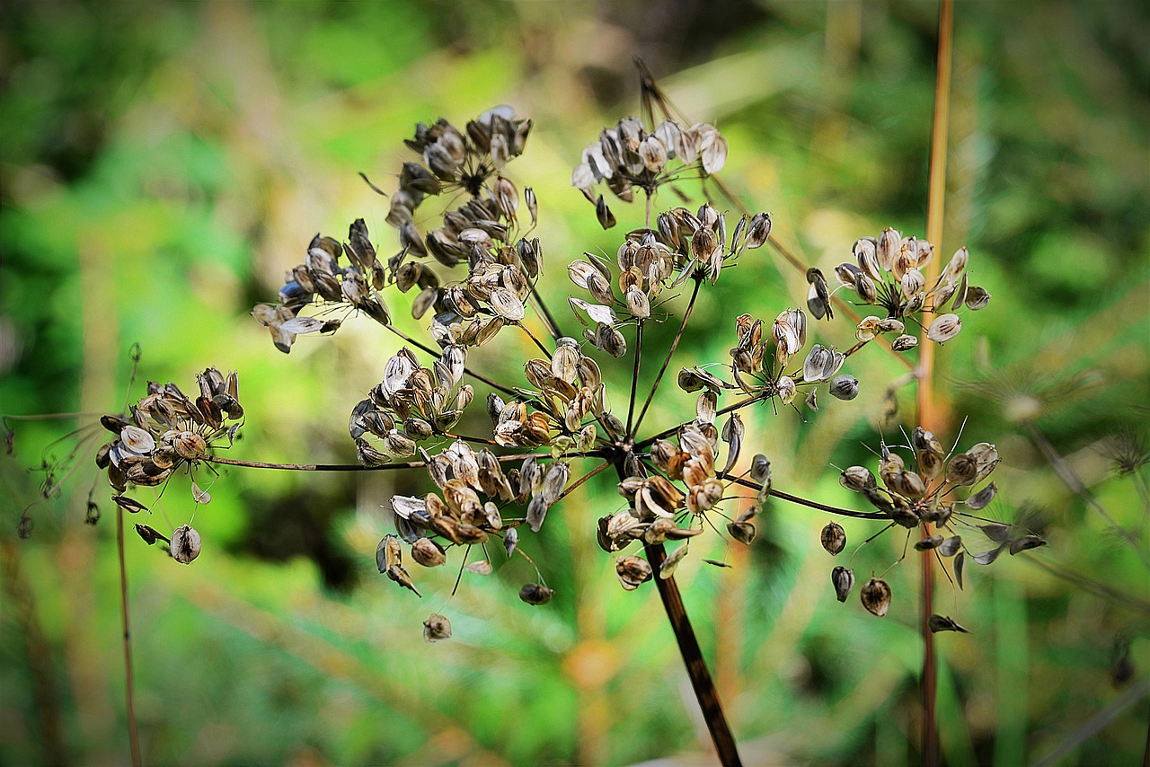 Image - wild carrot dry flourished from