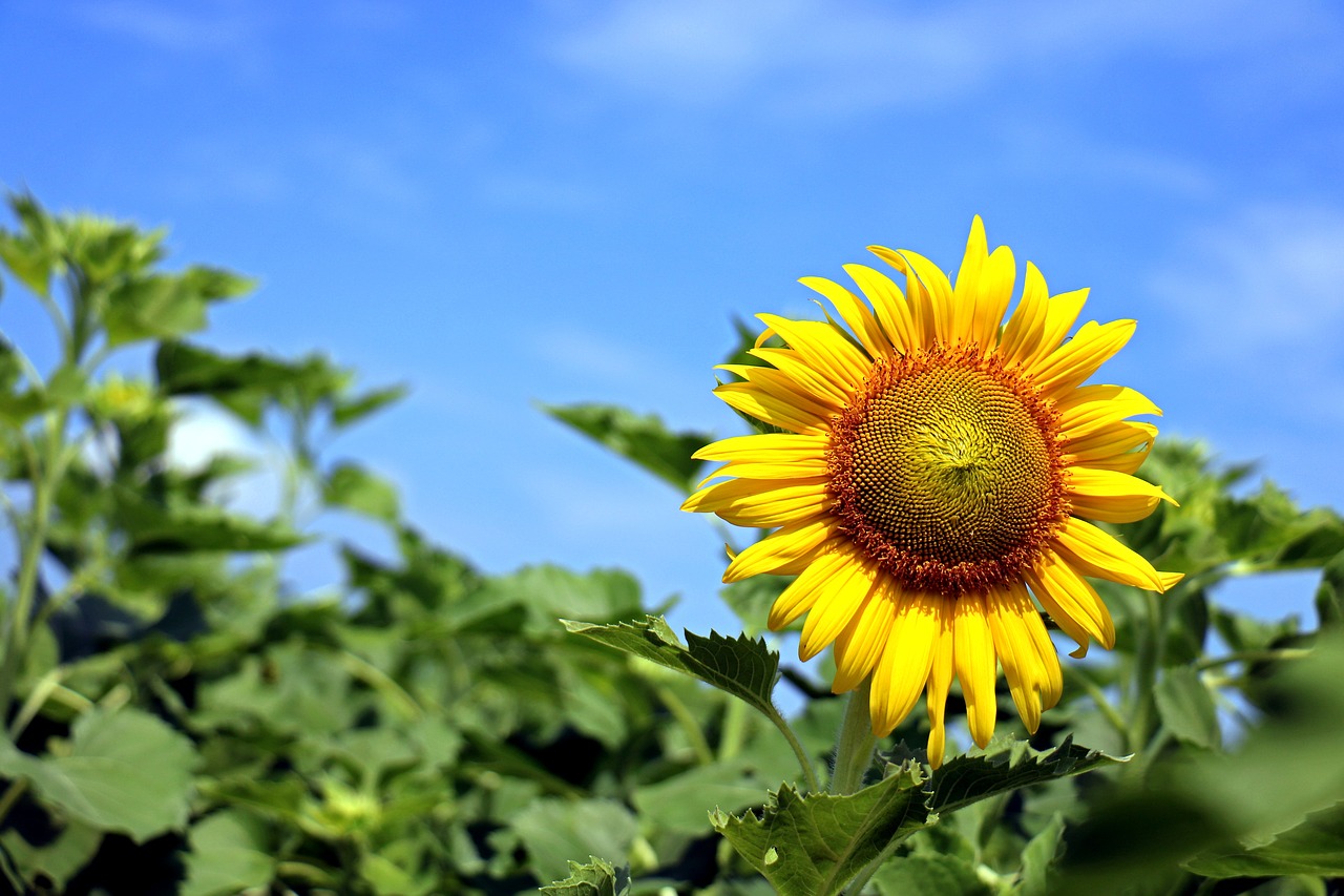 Image - thailand sunflower yellow nature