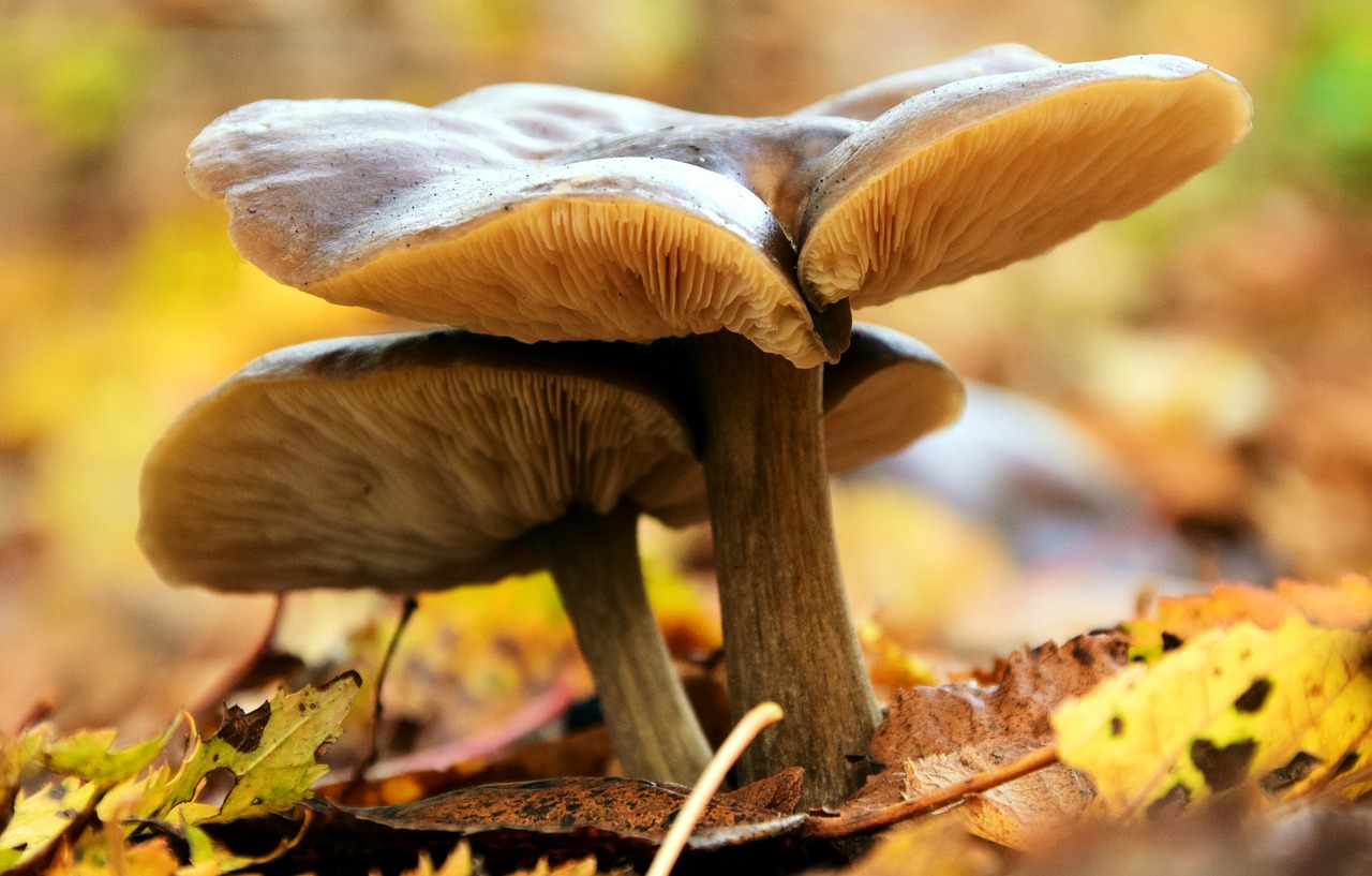 Image - mushrooms autumn forest nature