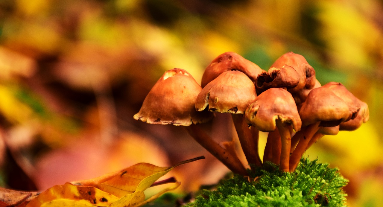 Image - mushrooms autumn forest nature