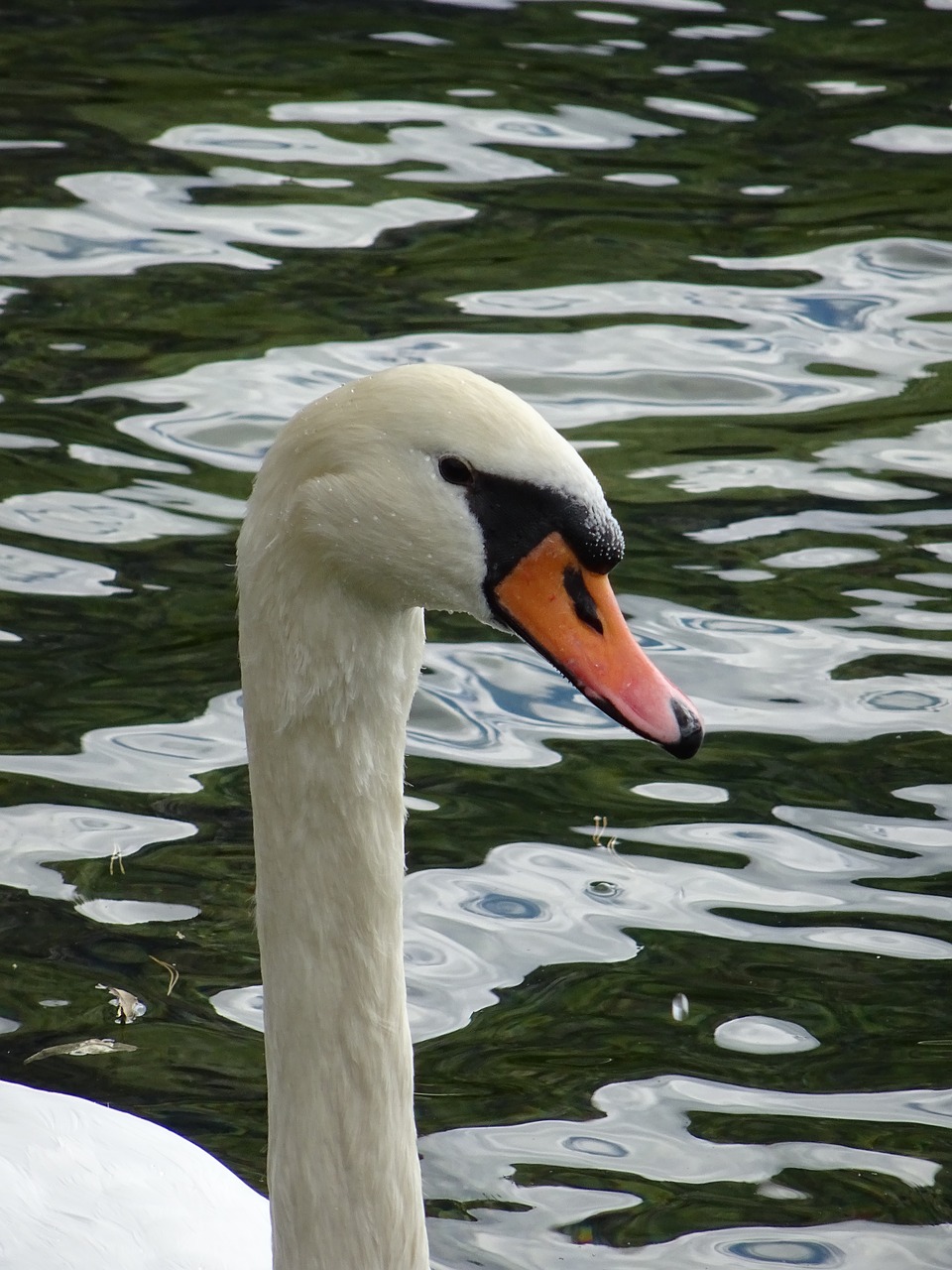 Image - swan traunsee nature