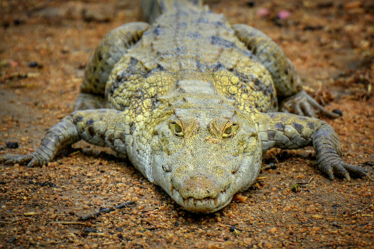 Image - crocodile ghana africa west africa