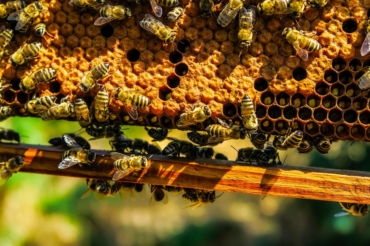 Image - bees insects honey honeycomb macro