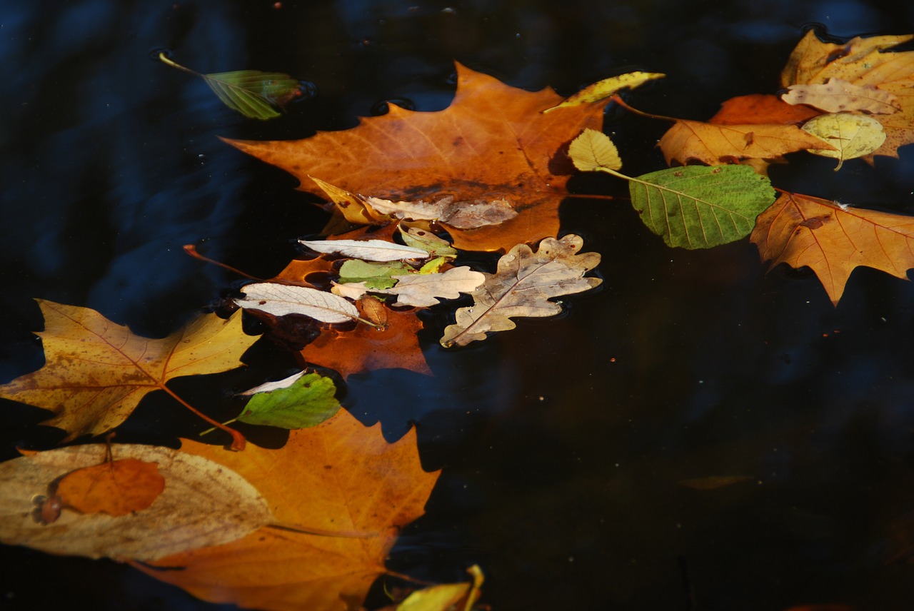 Image - autumn leaves on water fall foliage
