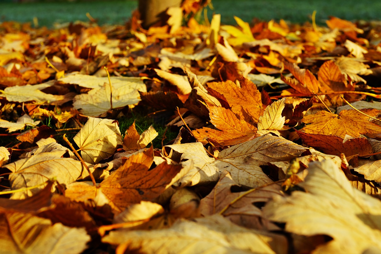 Image - leaves late autumn colorful