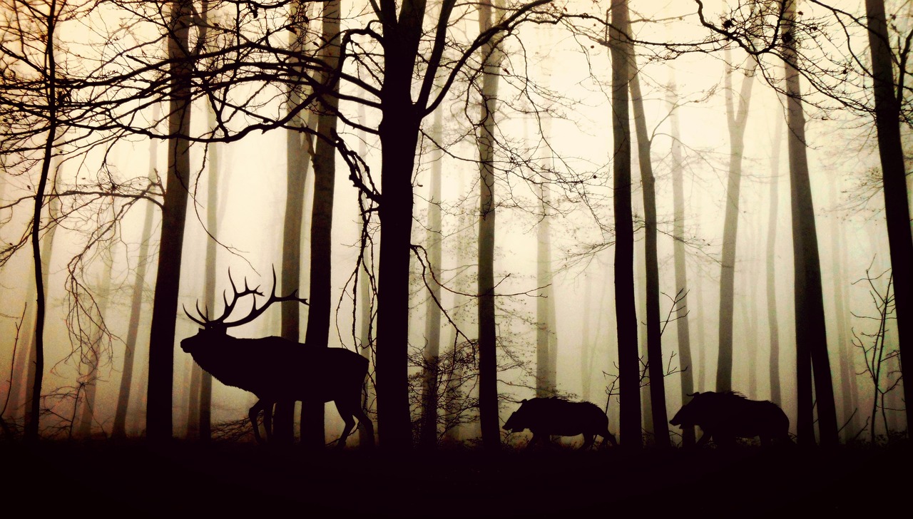 Image - forest fog hirsch wild boars