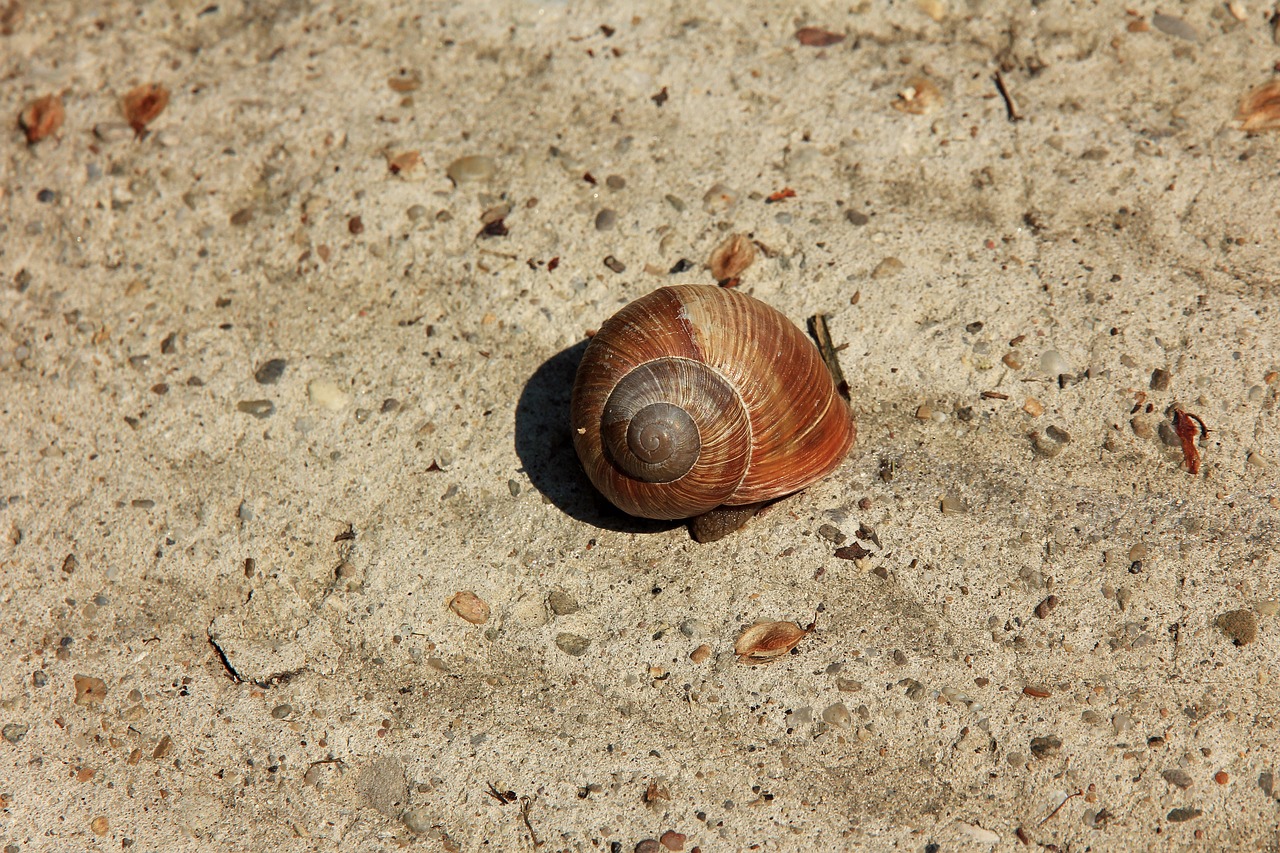 Image - snail conch sand shell rhinestones