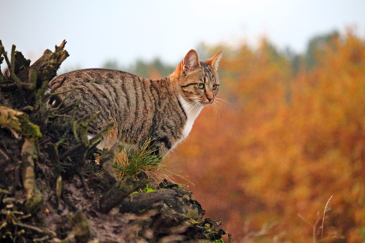 Image - cat mackerel autumn mieze kitten