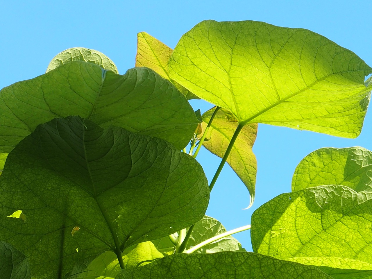 Image - light large leaves summer wind