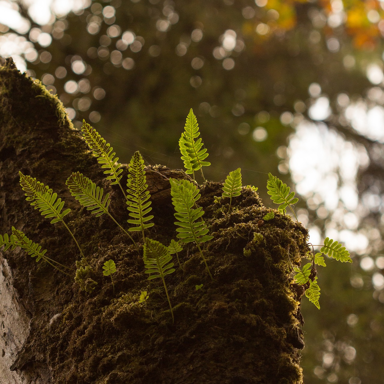 Image - fern plant nature forest