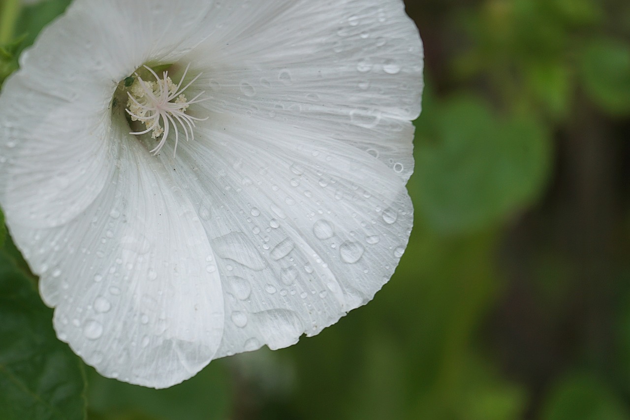 Image - flower bindweed raindrops