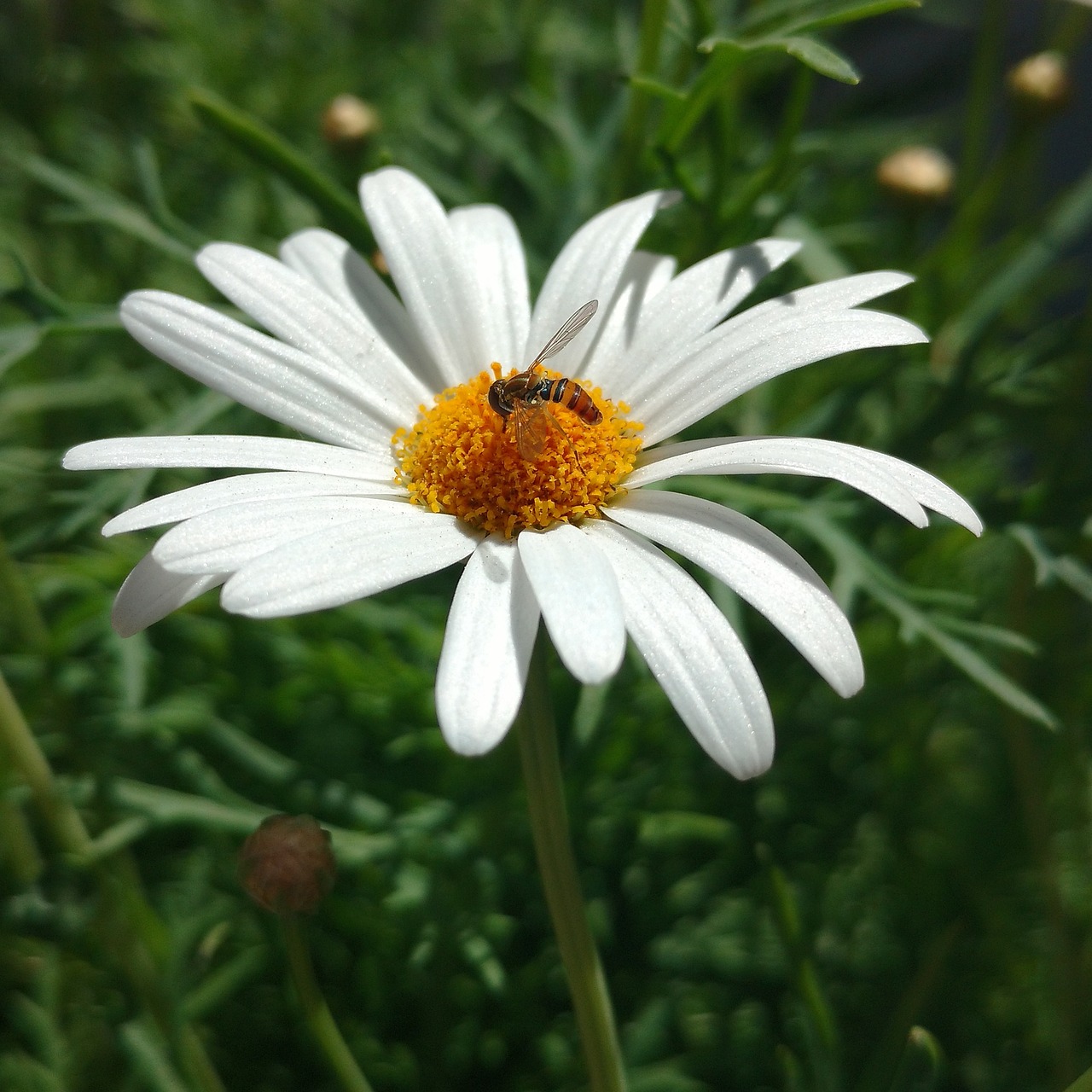 Image - daisy flower nectar spring bee