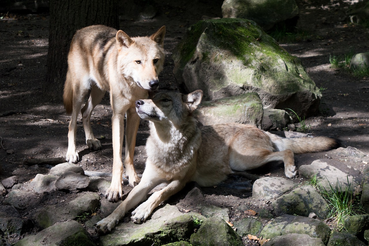 Image - two wolves protective zoo